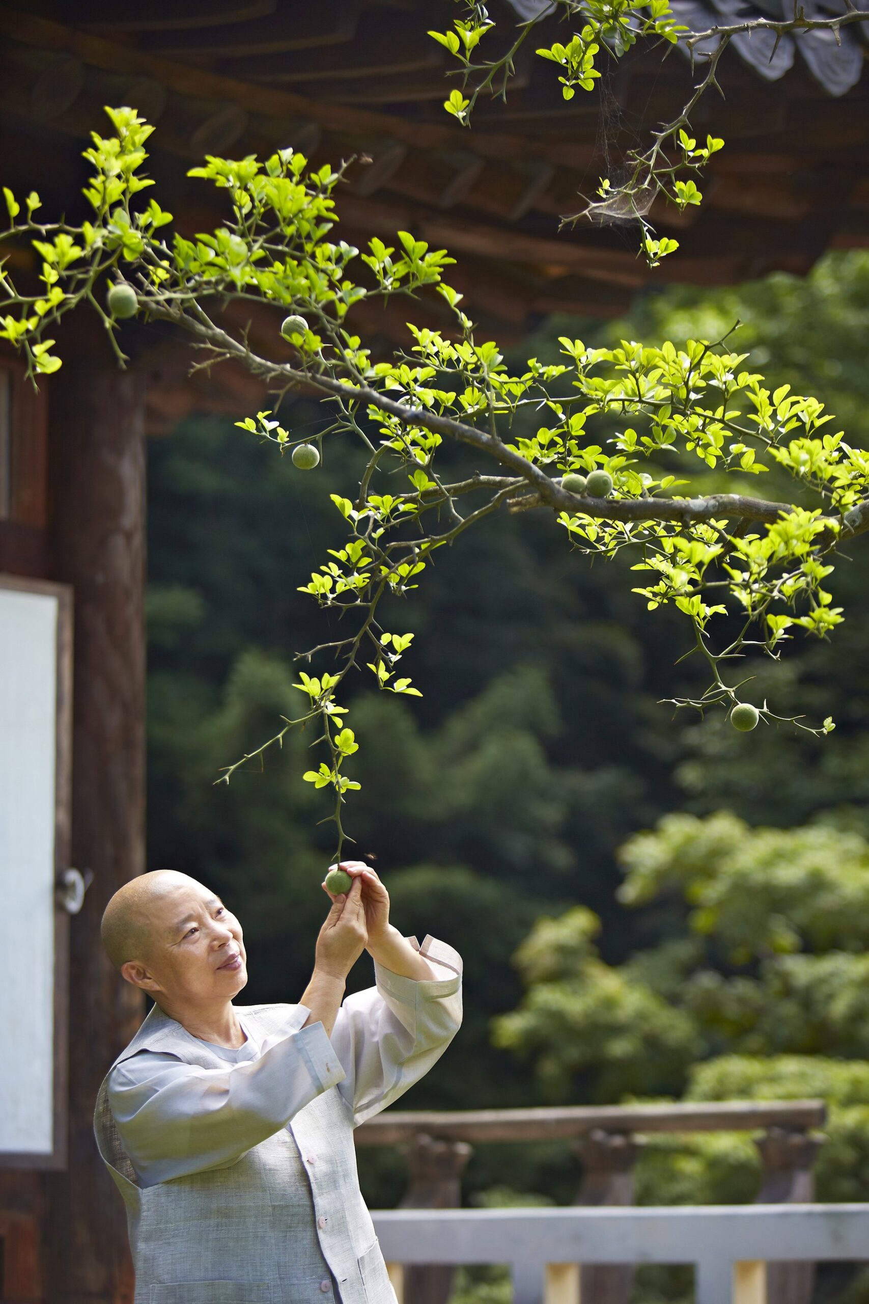 Jeong Kwan e os Frutos do Verão