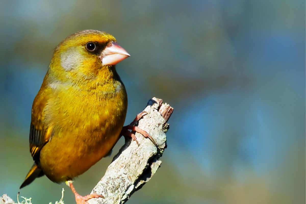 Aves e Insetos de Monsanto