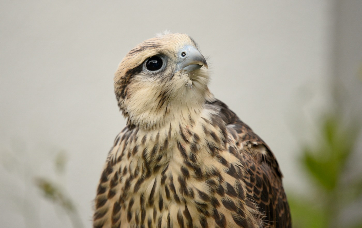 Falcoaria no Castelo