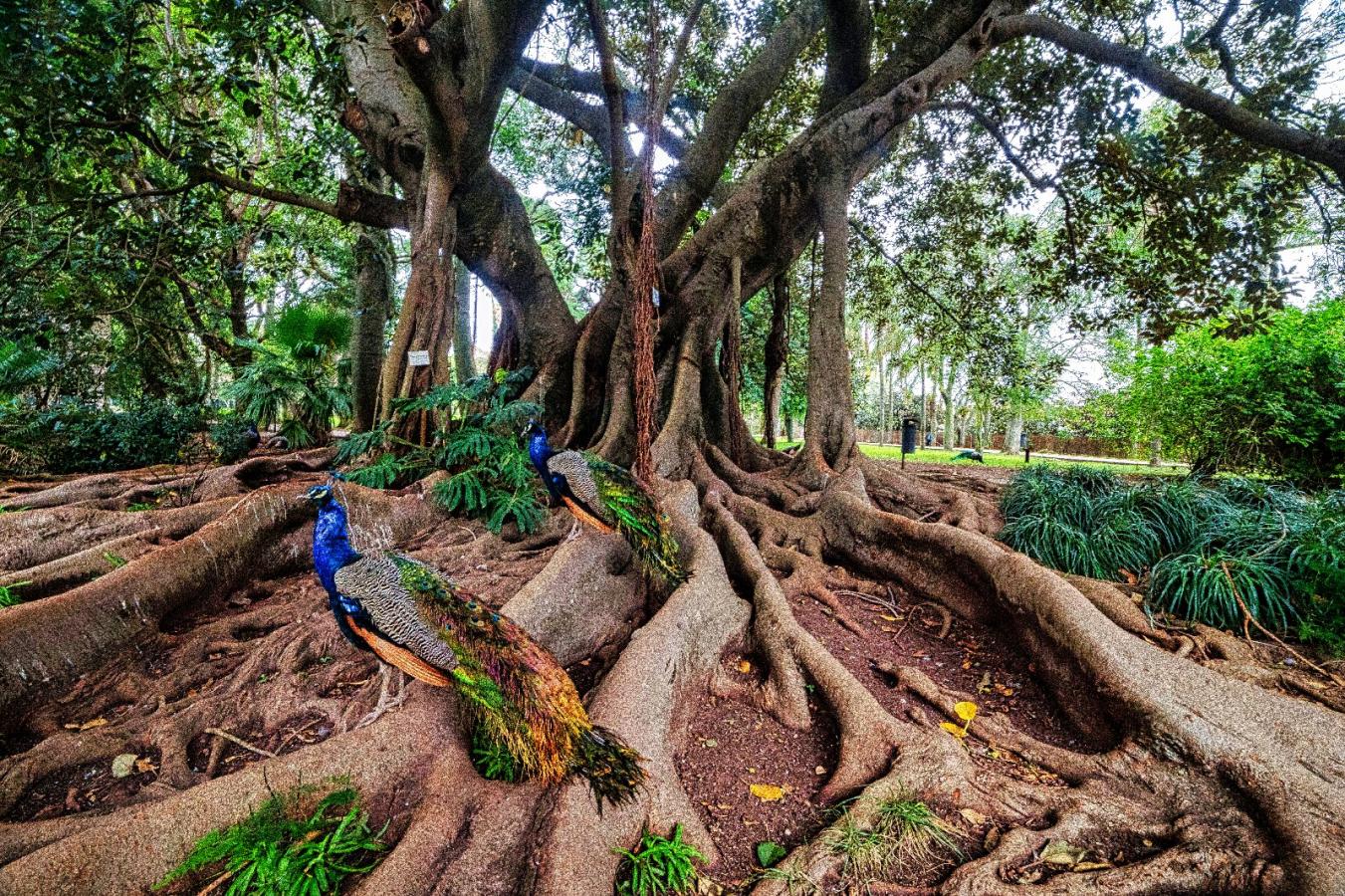 Jardins que dialogam, jardins que se ouvem